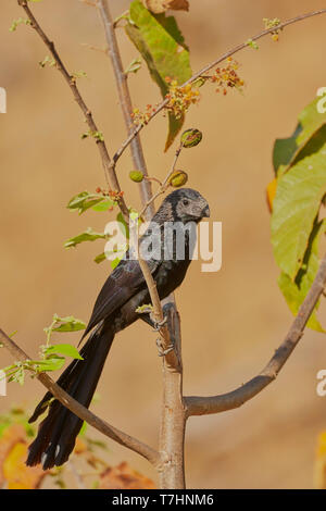 Nut-billed Ani, Crotophaga sulcirostris, Provinz Guanacaste, Costa Rica, Mittelamerika Stockfoto