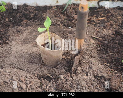 Keimlinge von Zucchini in einem Torf Tasse. Neben der Schale, haftete die Schaufel. Olericulture. Stockfoto