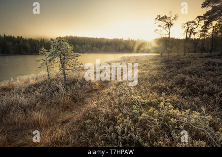 Morgen Reif und Eis auf dem Gras und Bäume im Bereich Jonsvatnet, Norwegen. Boreal sumpfigen Wald Boden in der Nähe von malvik. Stockfoto