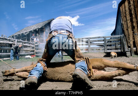 Branding ein Kalb auf einer Idaho Ranch (MR) Stockfoto