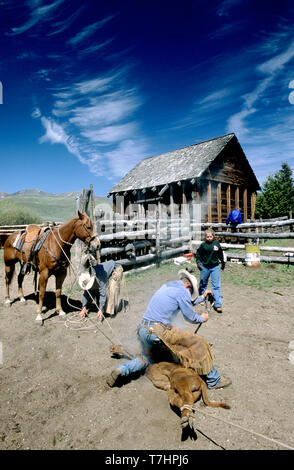 Branding ein Kalb auf einer Idaho Ranch (MR) Stockfoto