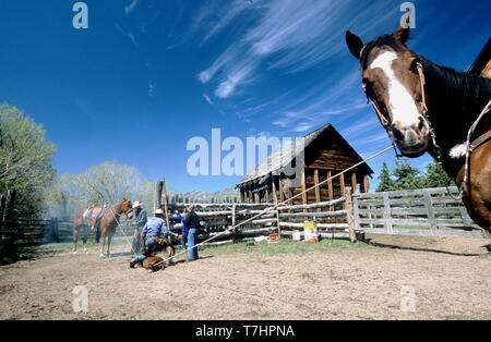 Branding ein Kalb auf einer Idaho Ranch (MR) Stockfoto