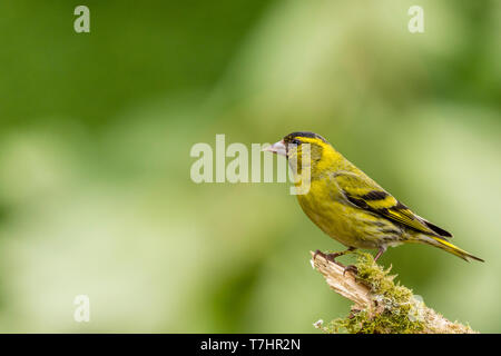 Männliche siskin in Wales im Frühling Stockfoto