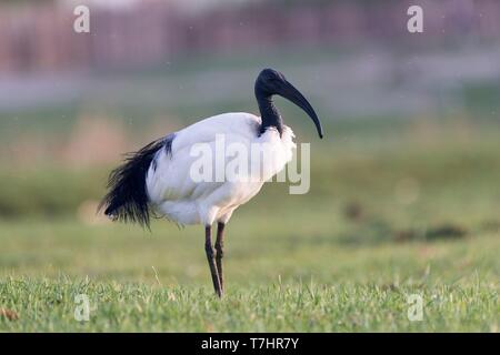 Äthiopien, Rift Valley, lake Ziway, afrikanische Heilige Ibis (Threskiornis aethiopicus), auf dem Boden Stockfoto