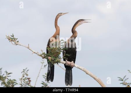 Äthiopien, Rift Valley, lake Ziway, afrikanische Schlangenhalsvogel (anhinga Rufa), auf einen Ast von einem Baum gehockt Stockfoto