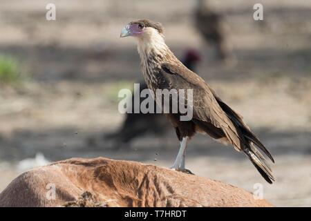 Mexiko, Baja California Sur, Southern Crested (karakara Karakara plancus), auf einem toten Pferd Stockfoto