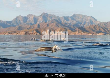 Mexiko, Baja California Sur, Golf von Kalifornien (auch als die See von Cortez oder das Meer von Cortés, Loreto Loreto Bay National Marine Park, Kurz-beaked common Delfin (Delphinus delphis) Stockfoto