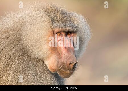 Äthiopien, Rift Valley, Überspült, Hamadryas baboon (Papio hamadryas), dominante Männchen Stockfoto
