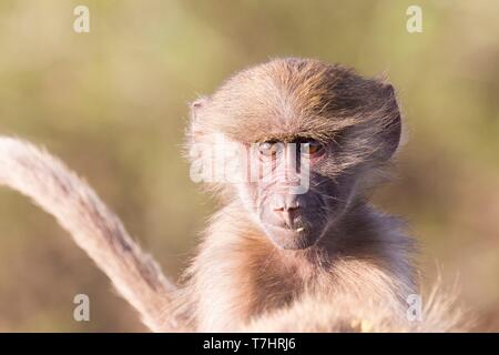 Äthiopien, Rift Valley, Überspült, Hamadryas baboon (Papio hamadryas), Mutter und Kind Stockfoto