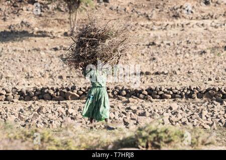 Äthiopien, Rift Valley, Debre Libanos, Frau, tragen, Feuer Holz Stockfoto