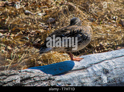 Stockente auf der Suche nach einer Verschachtelung. Stockfoto