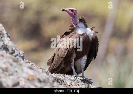 Äthiopien, Rift Valley, Debre Libanos, Hooded Vulture Necrosyrtes monachus), auf dem Boden Stockfoto