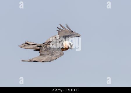 Äthiopien, Rift Valley, Debre Libanos, Bartgeier (Gypaetus Barbatus), im Flug Stockfoto