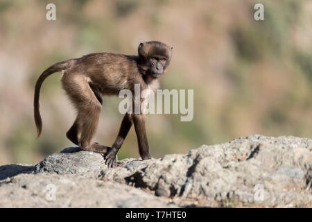 Äthiopien, Rift Valley, Debre Libanos, Gelada oder Gelada baboon (Theropithecus gelada), Jungen Stockfoto