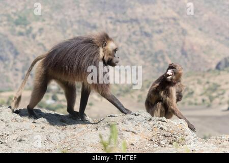 Äthiopien, Rift Valley, Debre Libanos, Gelada oder Gelada baboon (Theropithecus gelada), dominante Männchen Stockfoto