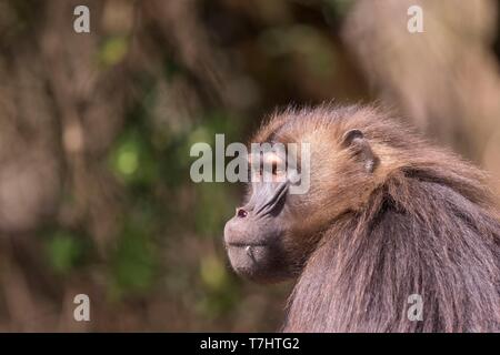 Äthiopien, Rift Valley, Debre Libanos, Gelada oder Gelada baboon (Theropithecus gelada), männlich Stockfoto