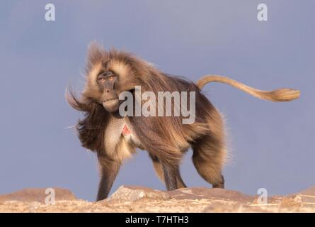 Äthiopien, Rift Valley, Debre Libanos, Gelada oder Gelada baboon (Theropithecus gelada), dominante Männchen Stockfoto