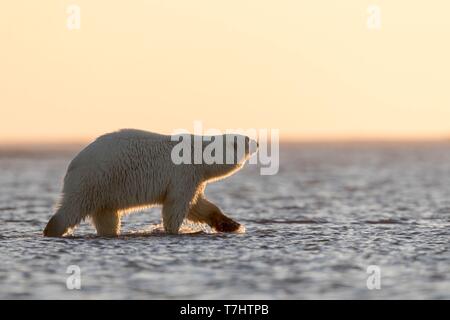 Usa, Alaska, Arctic National Wildlife Refuge, Kaktovik, Eisbär (Ursus maritimus), Wandern entlang einer Sperre Insel außerhalb Kaktovik, Alaska. Jeden Herbst, Eisbären (Ursus maritimus) versammeln sich in der Nähe von kaktovik am nördlichen Rand der ANWR, Arktische Alaska, Herbst Stockfoto