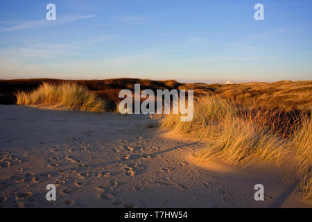 Dünen von Berkheide, Katwijk, Niederlande. Stockfoto