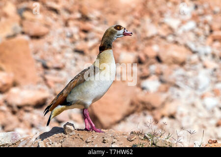 Männliche Nilgans auf seinem Felsen in der Nähe von Abu Simbel, Ägypten. Januar 09, 2012. Stockfoto