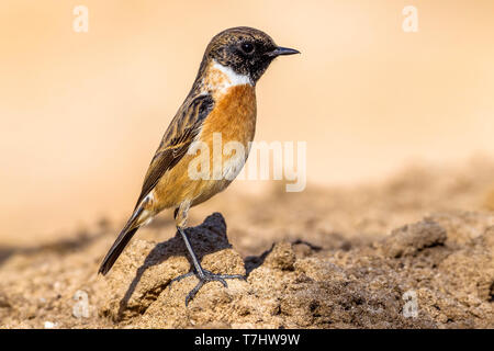 Nach winter Gefieder Europäische Schwarzkehlchen auf dem Boden sitzend in Al Abraq, Kuwait. Am 3. Januar 2011. Stockfoto