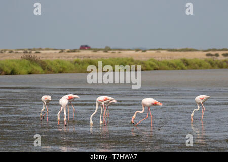 Gruppe von mehr Flamingos (Phoenicopterus Roseus) Nahrungssuche entlang der Mittelmeerküste von Südfrankreich mit roten Auto im Hintergrund. Stockfoto