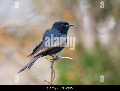 Fork-tailed Drongo (Dicrurus adsimilis) in kleinen Baum in Südafrika thront. Stockfoto