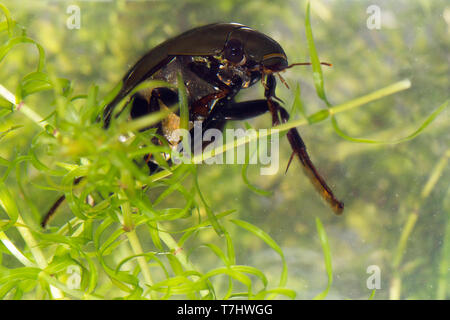 Grote spinnende watertor, (Hydrous Piceus) Stockfoto