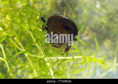 Grote spinnende watertor, (Hydrous Piceus) Stockfoto
