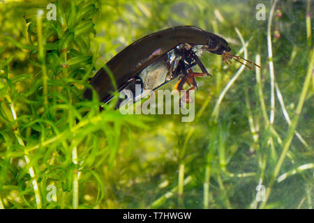 Grote spinnende watertor, (Hydrous Piceus) Stockfoto