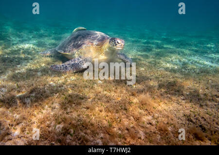 Suppenschildkröte (Chelonia mydas) Essen auf Seegras unter Wasser, auf dem Meeresboden in der Nähe von Marsa Alam in Ägypten. Stockfoto