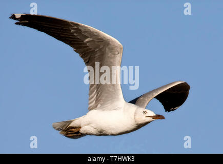 Nach graue Möwe (Chroicocephalus cirrocephalus) im Flug in Südafrika gegen einen blauen Himmel als Hintergrund. Von der Seite gesehen, zeigt seine u Stockfoto