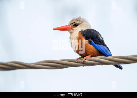 Nach graue Kingfisher thront auf einem Draht in Barragem de Figuera Gorda, Santiago. Juni 6, 2018. Stockfoto