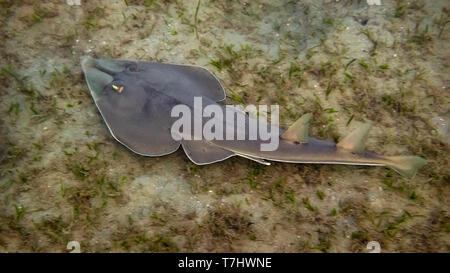 Männliche Halavi Guitarfish auf dem Seegras in Marsa Alam, Rotes Meer, Ägypten. Stockfoto