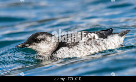 Juvenile Island Gryllteiste Schwimmen entlang der Ufer des Akureyrarkirkja, Island. August 25, 2018. Stockfoto