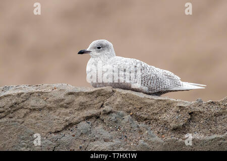 Im ersten Winter Island Möwe (Larus glaucoides) stehend auf Sand Heap im Hafen von Brüssel, Brabant, Belgien. Stockfoto