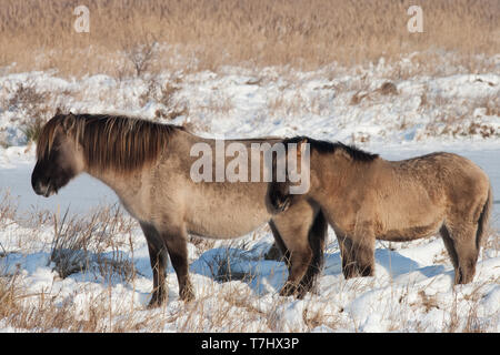 Mutter und Jungtiere semi-wilden Konik Pferde auf Lentevreugd in der nähe von Wassenaar in den Niederlanden während der kalten Winter. Stockfoto