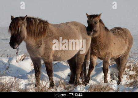 Semi-wilden Konik Pferde auf Lentevreugd in der nähe von Wassenaar in den Niederlanden während der kalten Winter. Mutter und ihr Kalb. Stockfoto