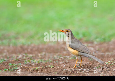 Kurrichane Thrush (Turdus libonyana) stehend auf dem Boden in einem Safari Camp im Kruger Nationalpark in Südafrika. Seitenansicht eines erwachsenen Vogel. Stockfoto