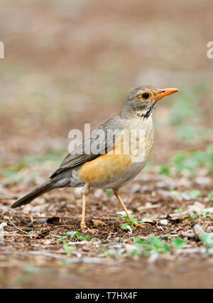 Kurrichane Thrush (Turdus libonyana) stehend auf dem Boden in einem Safari Camp im Kruger Nationalpark in Südafrika. Seitenansicht eines erwachsenen Vogel. Stockfoto