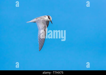 Erste Winter mindestens Tern fliegen über den Strand von Cape May Point, Cape May, New Jersey, USA. August 29, 2016. Stockfoto