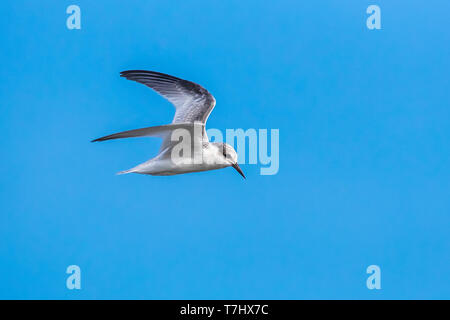 Erste Winter mindestens Tern fliegen über den Strand von Cape May Point, Cape May, New Jersey, USA. August 29, 2016. Stockfoto