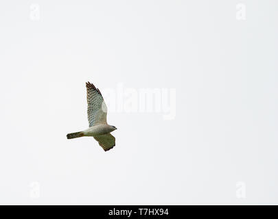 Levant Sperber (Accipiter brevipes) im Flug im Frühjahr Migration in Bulgarien. Stockfoto