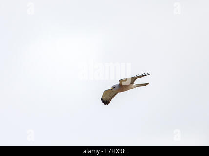 Erwachsene männliche Levant Sperber (Accipiter brevipes) im Flug im Frühjahr Migration in Bulgarien. Stockfoto