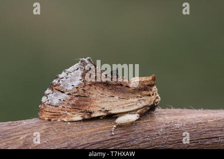 Ptilodon cucullina Ahorn vorstehend; Stockfoto