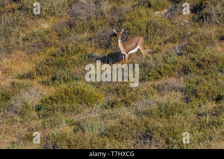 Berg Gazella in Lahav finden, Lahav, Israel sitzen. April 12, 2013. Stockfoto