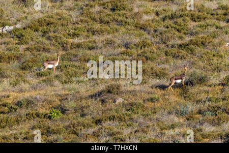 Berg Gazella in Lahav finden, Lahav, Israel sitzen. April 12, 2013. Stockfoto