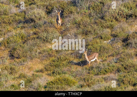 Berg Gazella in Lahav finden, Lahav, Israel sitzen. April 12, 2013. Stockfoto