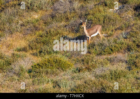 Berg Gazella in Lahav finden, Lahav, Israel sitzen. April 12, 2013. Stockfoto