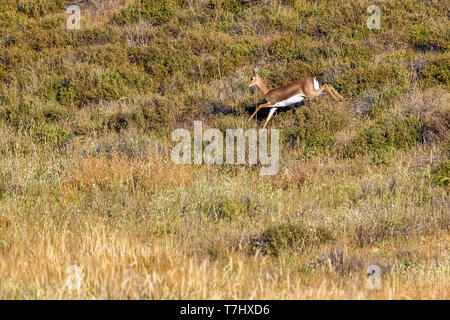 Berg Gazella in Lahav finden, Lahav, Israel sitzen. April 12, 2013. Stockfoto